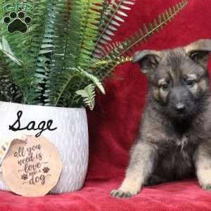 Sage, German Shepherd Puppy